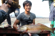 Ngư dân Nghệ An bắt được cá sủ vàng quý hiếm giá gần tỉ đồng