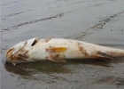 Nguyên nhân cá biển chết bất thường ở Nghệ An