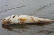 Nguyên nhân cá biển chết bất thường ở Nghệ An
