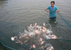 Cảnh Báo: Cá rô phi đối mặt với bệnh mới nguy hiểm