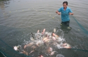 Cảnh Báo: Cá rô phi đối mặt với bệnh mới nguy hiểm
