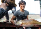 Ngư dân Nghệ An bắt được cá sủ vàng quý hiếm giá gần tỉ đồng