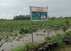 Kết hợp trồng sen, nuôi cá: mô hình khiến nhiều nông dân làm giàu