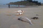 Cấm tiêu thụ, kinh doanh cá chết bất thường tại miền Trung