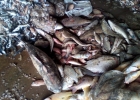 Toàn cảnh vụ cá chết hàng loạt tại biển miền Trung