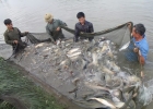 Tăng cường phòng, chống dịch bệnh thủy sản trong mùa nắng nóng