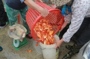 Rực vàng ngày ông Công, ông Táo tại chợ cá lớn nhất Hà Nội